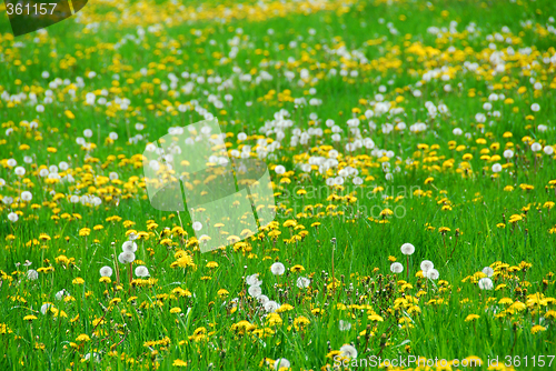 Image of Dandelion field