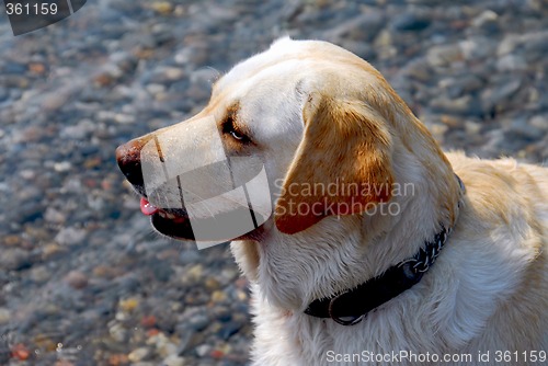 Image of Yellow lab dog