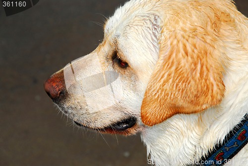 Image of Yellow lab portrait