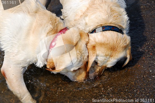 Image of Two dogs play