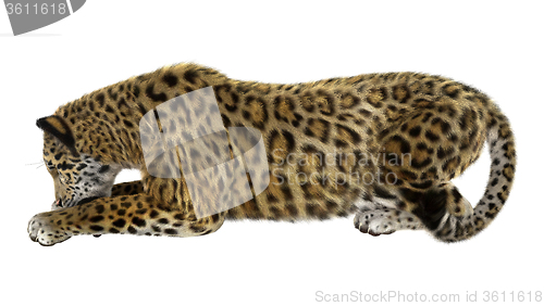 Image of Big Cat Jaguar