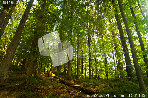 Image of Beautiful pine trees on  mountains