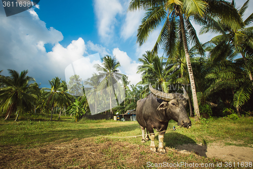 Image of Buffaloes in a field of grass 