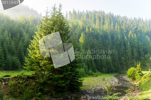 Image of Beautiful pine trees on  mountains