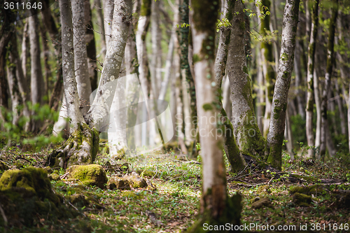 Image of Forest landscape with mossy tree