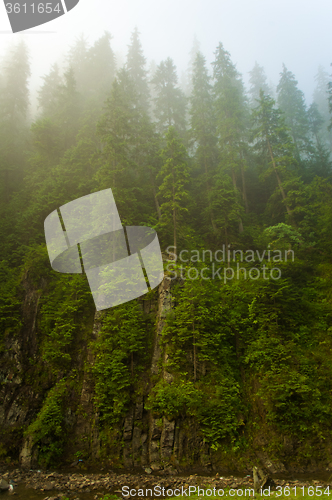 Image of Beautiful pine trees on  mountains