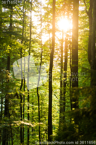 Image of Beautiful pine trees on  mountains