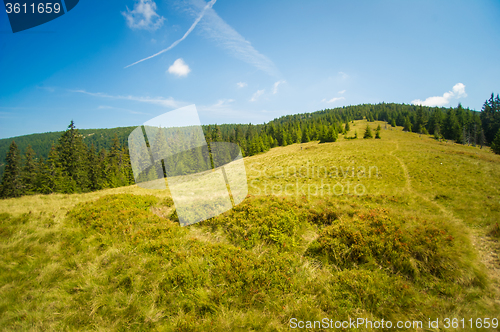 Image of Beautiful pine trees on  mountains