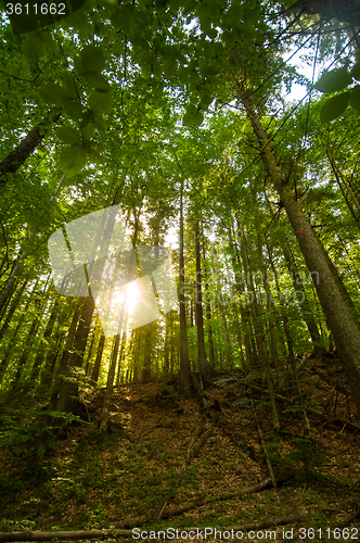 Image of Beautiful pine trees on  mountains