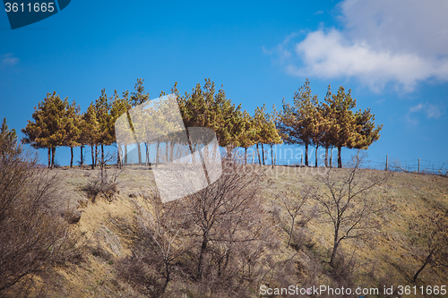 Image of Landscape with pine trees in  Georgia