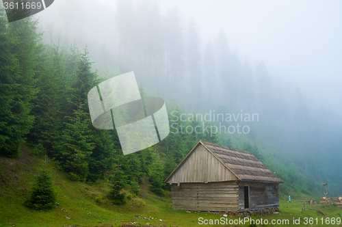 Image of Beautiful pine trees on  mountains