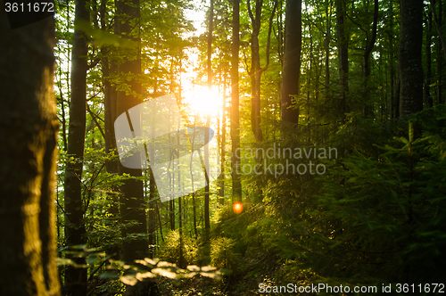 Image of Beautiful pine trees on  mountains