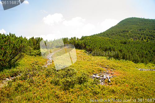 Image of Beautiful meadows on  mountains