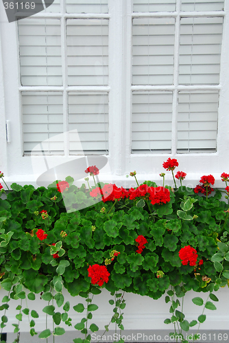 Image of Geraniums on window