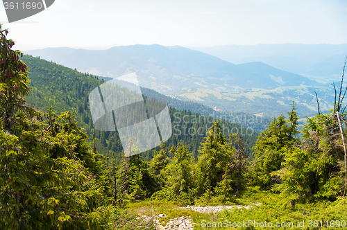 Image of Beautiful pine trees on  mountains