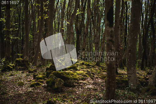Image of Forest landscape with mossy tree