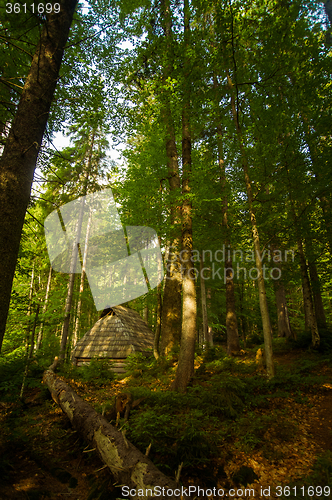 Image of Beautiful pine trees on  mountains