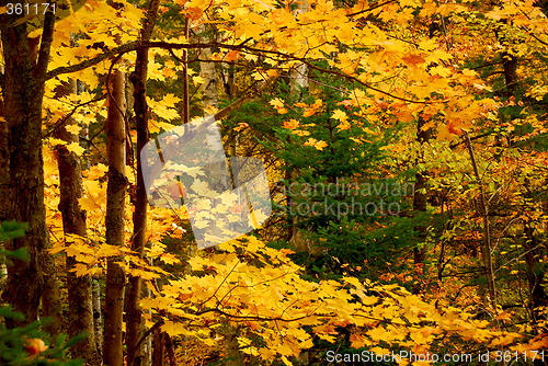 Image of Fall forest background