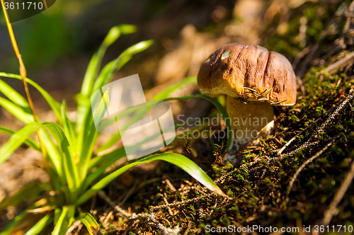 Image of Fall mushroom in the forest on grass 