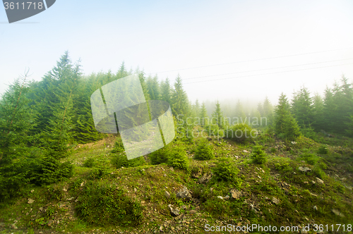 Image of Beautiful pine trees on  mountains