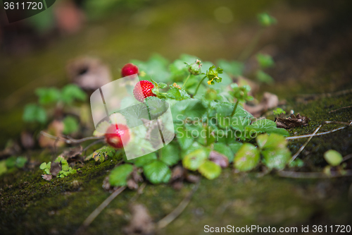 Image of Wild strawberry plant with green leafs and red fruit  