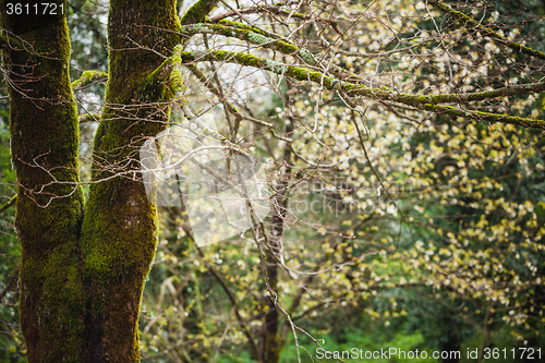 Image of Forest landscape with mossy tree