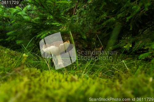 Image of Fall mushroom in the forest on grass 