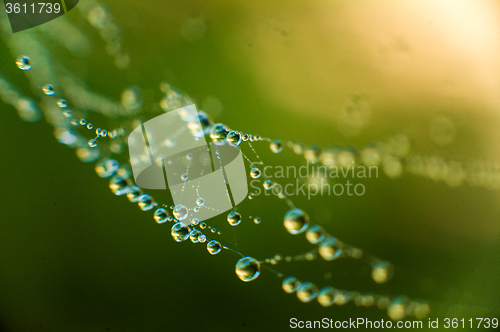 Image of The web with water drops