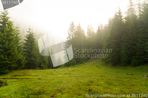 Image of Beautiful pine trees on  mountains