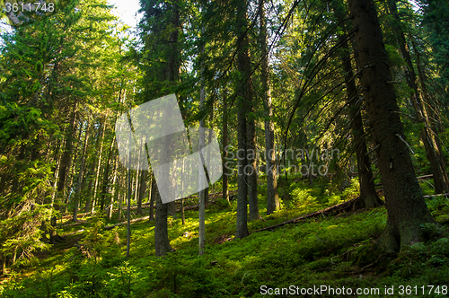 Image of Beautiful pine trees on  mountains