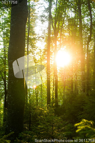 Image of Beautiful pine trees on  mountains