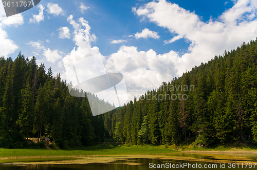 Image of Beautiful pine trees on  mountains