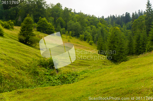 Image of Beautiful pine trees on  mountains