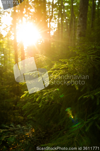 Image of Beautiful pine trees on  mountains