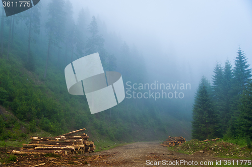 Image of Beautiful pine trees on  mountains