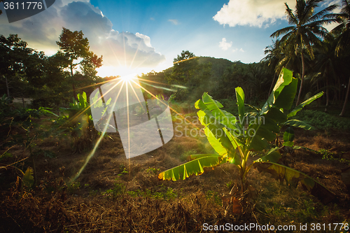 Image of jungle of Thailand