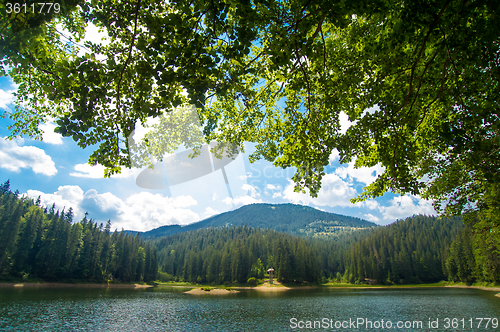 Image of Beautiful pine trees on  mountains