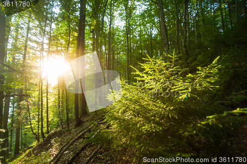 Image of Beautiful pine trees on  mountains