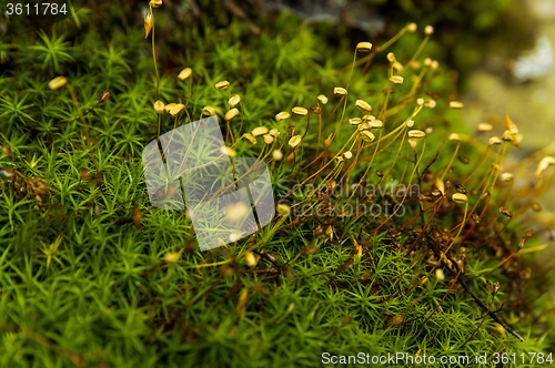 Image of Beautiful mountain  plant on  mountains