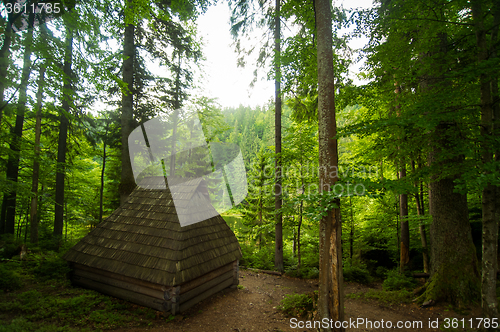 Image of Beautiful pine trees on  mountains