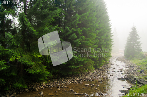 Image of Beautiful pine trees on  mountains