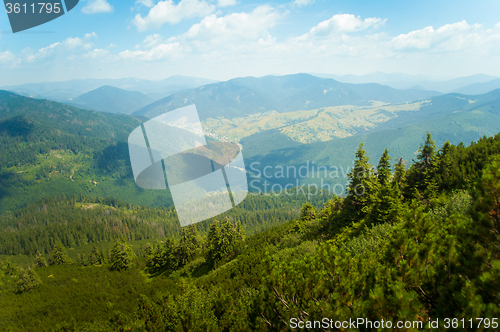 Image of Beautiful pine trees on  mountains