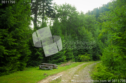 Image of Beautiful pine trees on  mountains