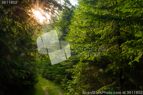 Image of Beautiful pine trees on  mountains