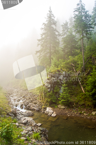 Image of Beautiful pine trees on  mountains