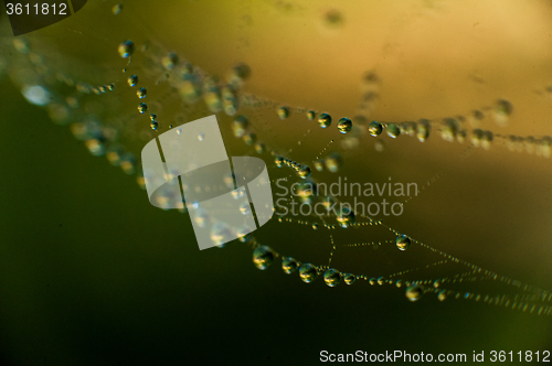 Image of The web with water drops