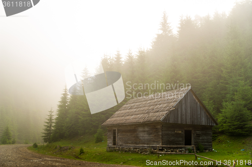 Image of Beautiful pine trees on  mountains