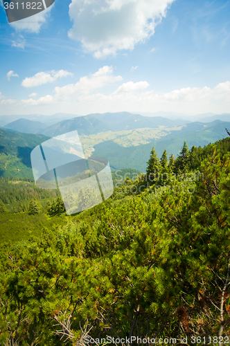 Image of Beautiful pine trees on  mountains