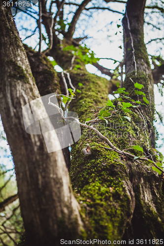 Image of Forest landscape with mossy tree