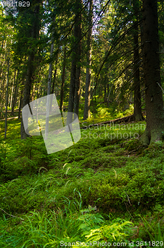 Image of Beautiful pine trees on  mountains